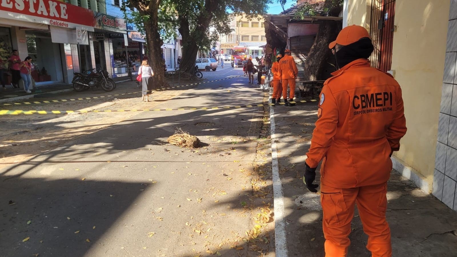 Parnaíba: Incidente com Abelhas Revela Desafios da Convivência Urbana e Meio Ambiente