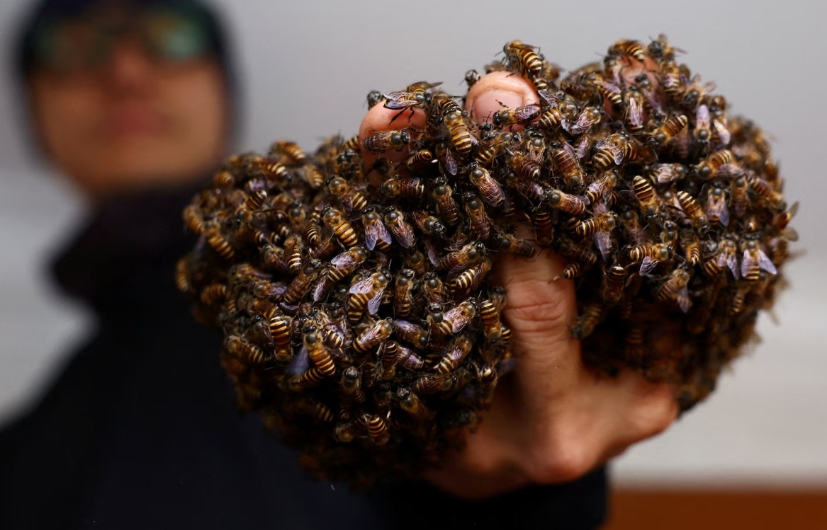 A Economia Invisível da Polinização: Como o Resgate de Abelhas em Singapura Revela o Futuro do Seu Prato