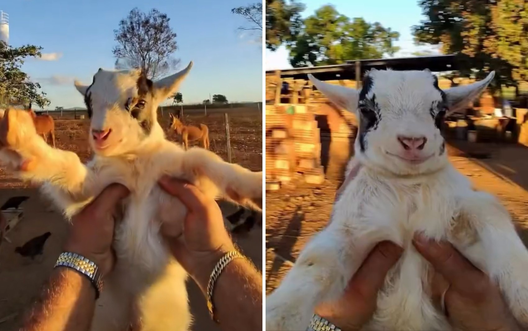 O Fenômeno dos Mini Animais em Goiás: Além do Encanto, um Novo Horizonte para o Agronegócio Regional