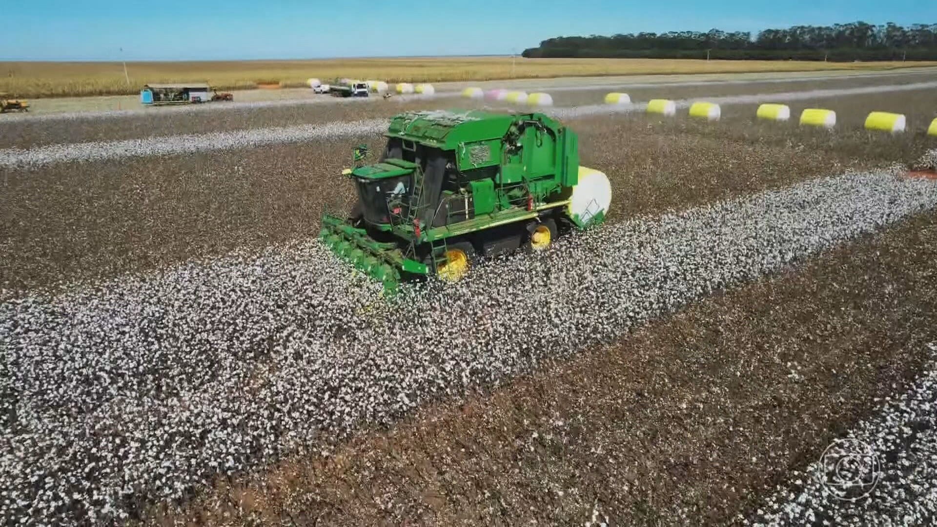 Maranhão Restringe Algodão Transgênico em 68 Municípios: Um Marco para a Biossegurança Regional