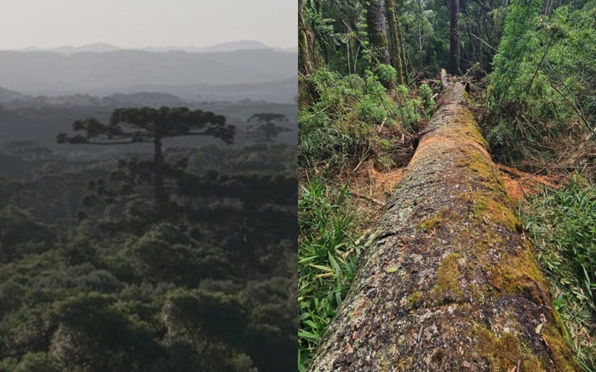 Paradoxo da Preservação: Queda da Quarta Maior Araucária do Brasil Impulsiona Resgate Genético em Santa Catarina