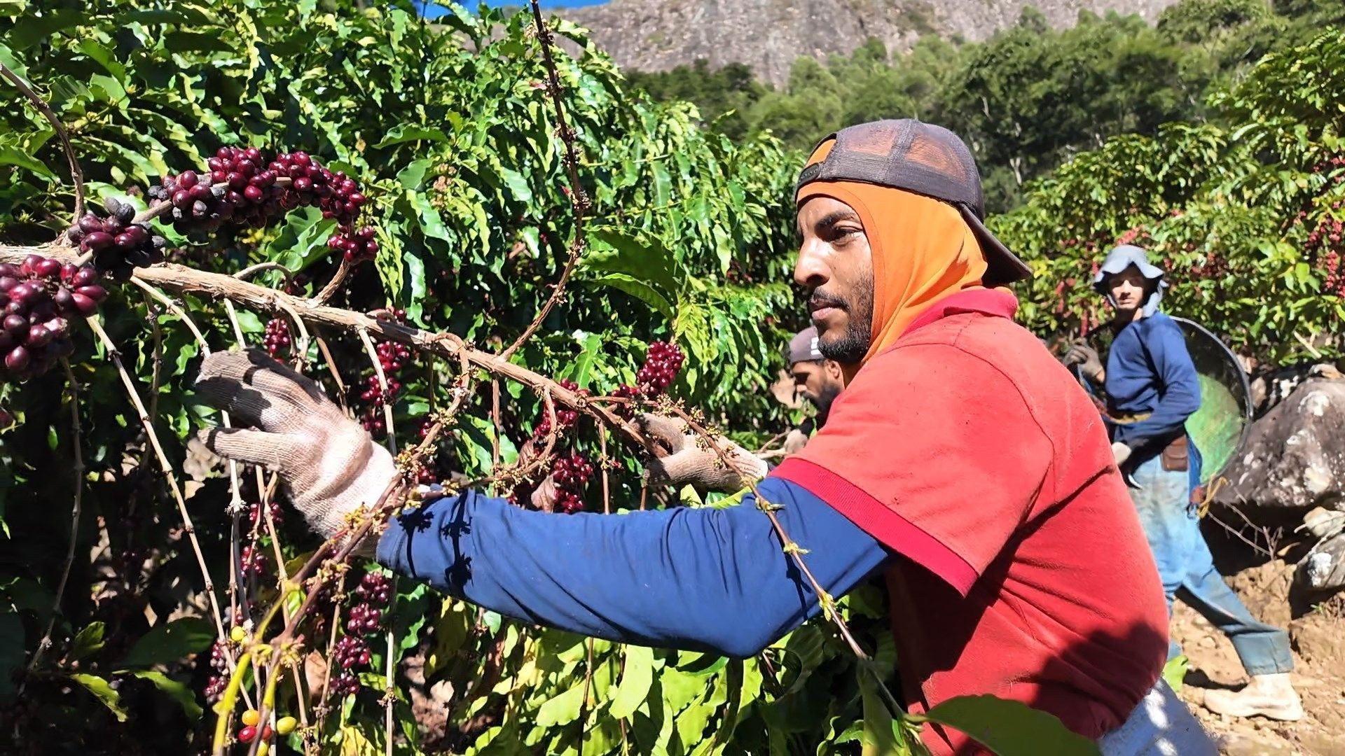 A Resiliência Silenciosa do Campo Capixaba: Como a Solidariedade de Mimoso do Sul Assegura a Colheita e a Economia Local