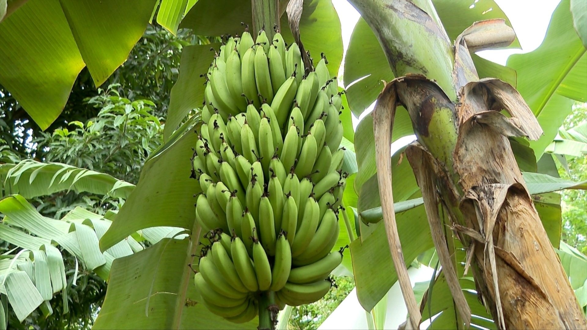 Revolução na Bananicultura Capixaba: Ambrosia Redefine Produtividade e Sustentabilidade Regional