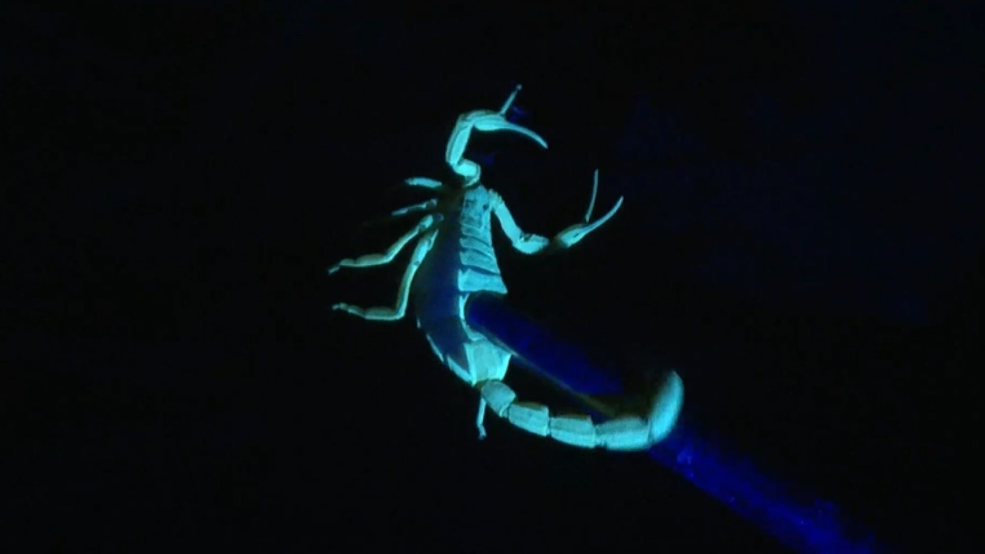 Surto de Escorpiões em Marataízes: O Que o Aumento de Capturas Revela Sobre a Dinâmica Urbano-Ambiental no Litoral Capixaba