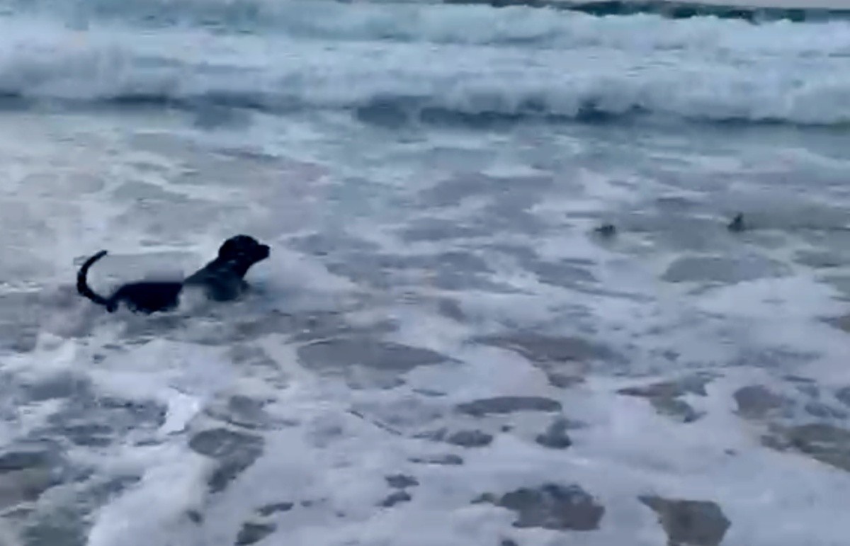 O Fenômeno Oceano: Um Cão que Redefine a Relação Homem-Natureza em Fernando de Noronha