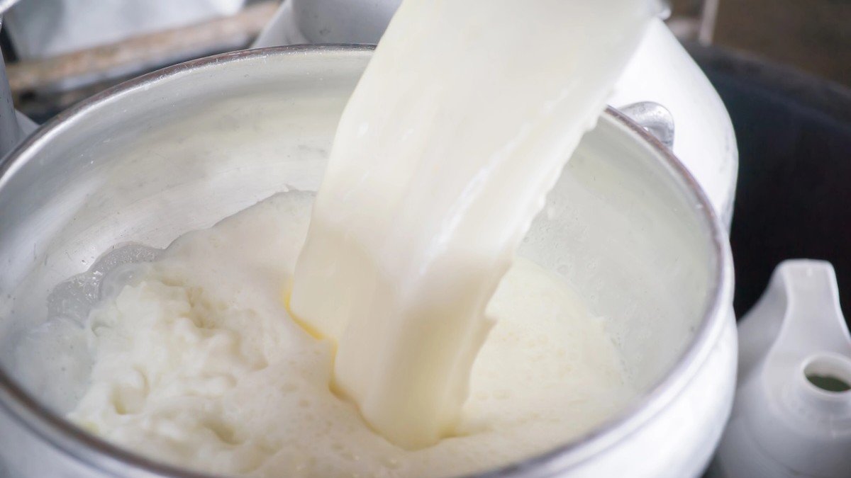 Leite Cru: Riscos à Saúde e a Posição dos Especialistas