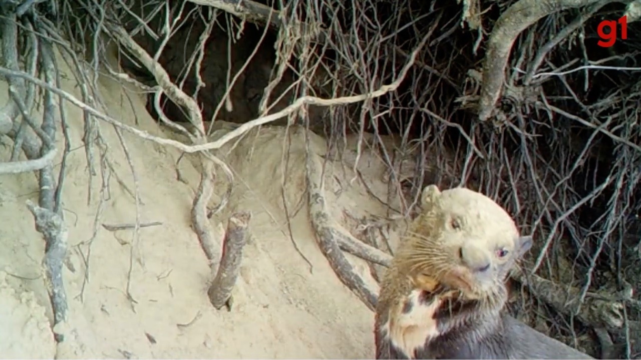 Inclusão da Ariranha na Lista da ONU: Um Marco para a Sustentabilidade do Pantanal