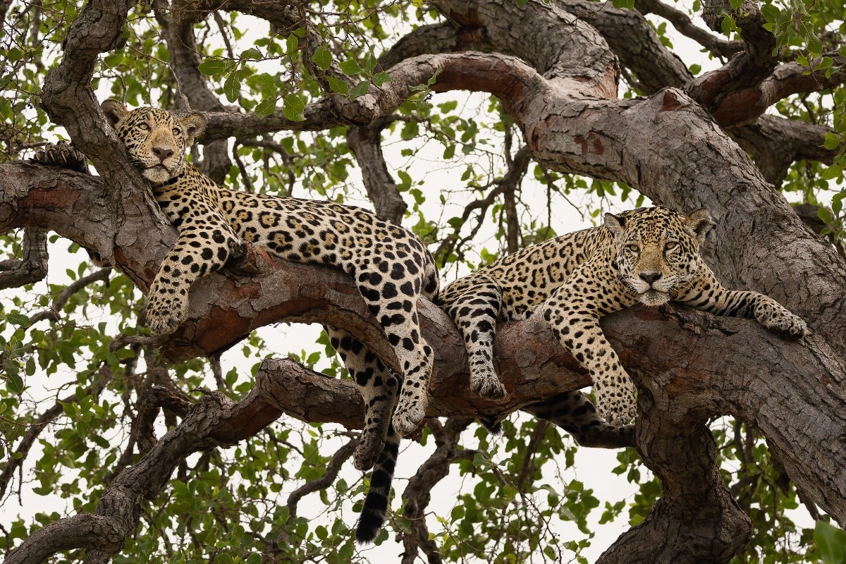 Campo Grande no Centro Global: Brasil Assume Presidência da COP15 e Redefine Conservação de Espécies Migratórias