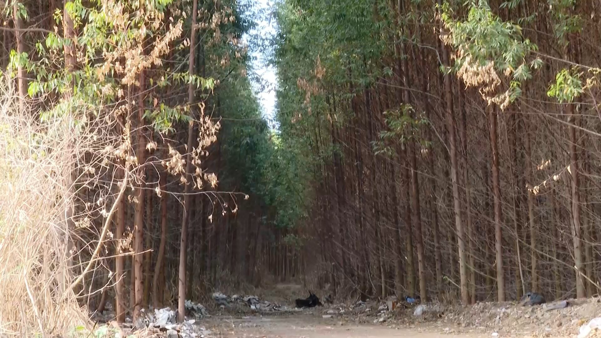 Reincidência de Corpos na Serra Acende Alerta sobre a Segurança na Grande Vitória