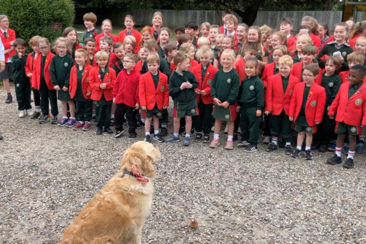 Além do Viral: Cães Terapeutas e a Nova Fronteira do Bem-Estar Escolar