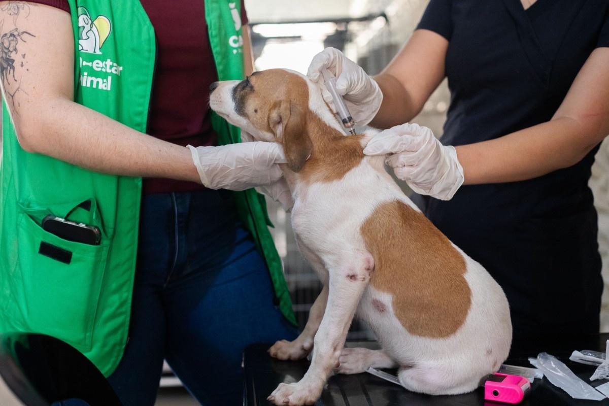 Cuiabá Eleva Padrões de Saúde Pública e Bem-Estar Animal com Mutirão Estratégico de Vacinação