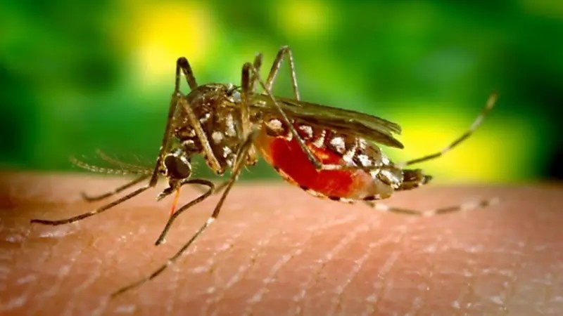 Cuiabá em Alerta: A Complexa Dinâmica da Dengue em 2026 e Seus Rebatimentos na Vida Urbana