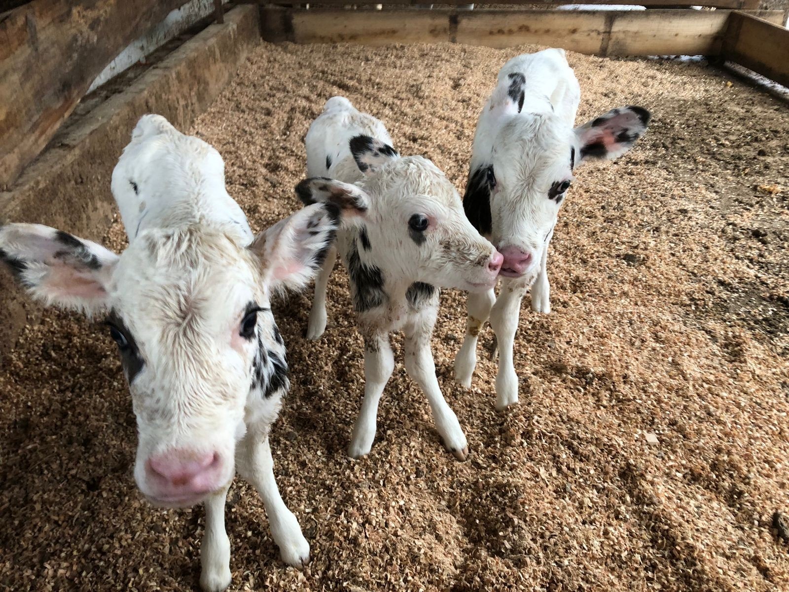 Eficiência no Campo: Como a Redução da Mortalidade de Bezerras Transforma a Produção de Leite no Brasil