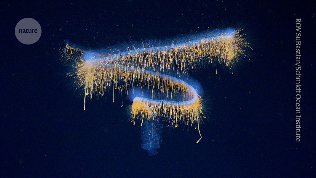 Bioprospecção Antártica Revela Promessa Terapêutica Contra o Melanoma