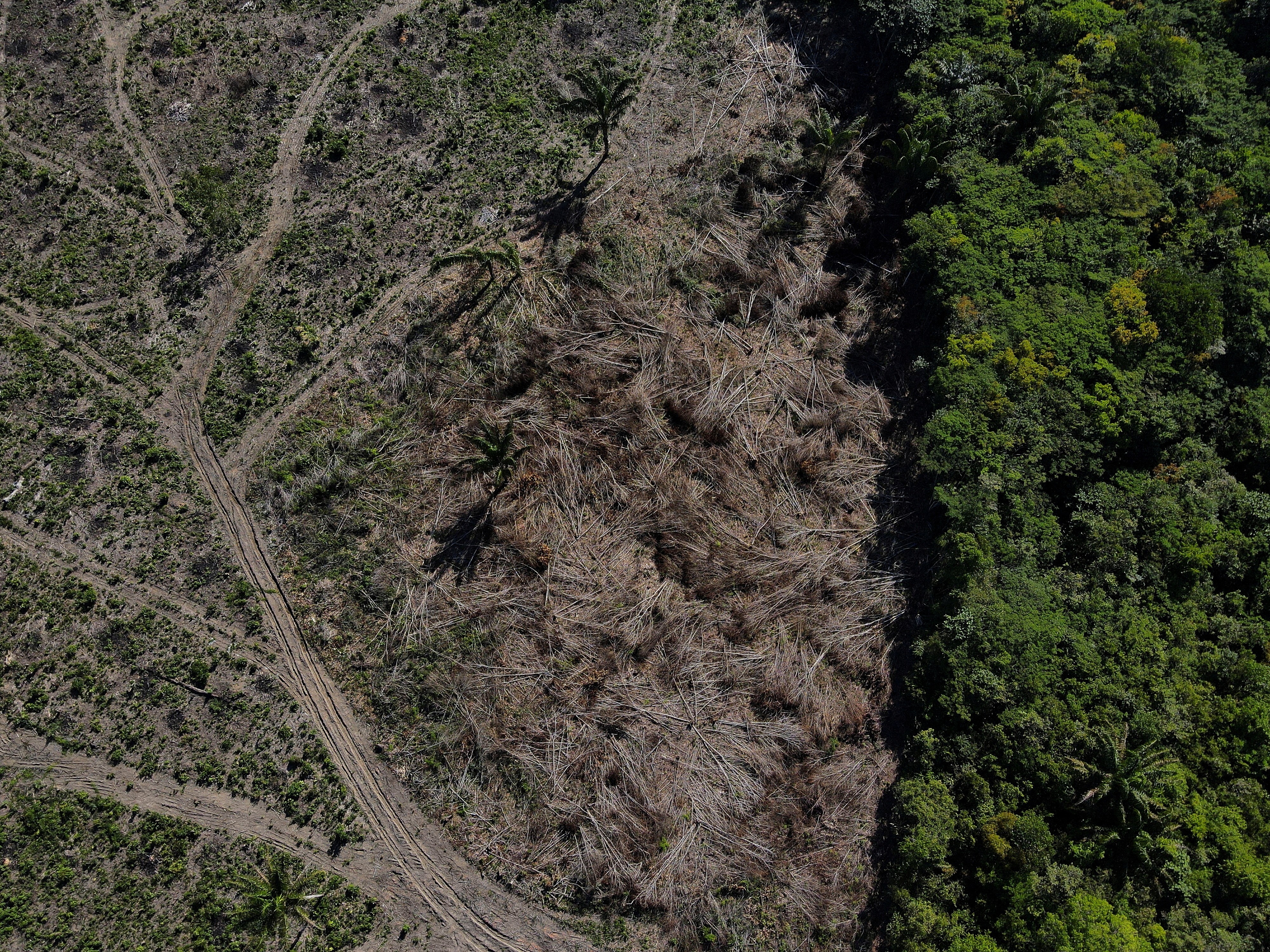 Desmatamento na Amazônia: Recuo Geral Esconde Alerta Preocupante e Desafios Regionais