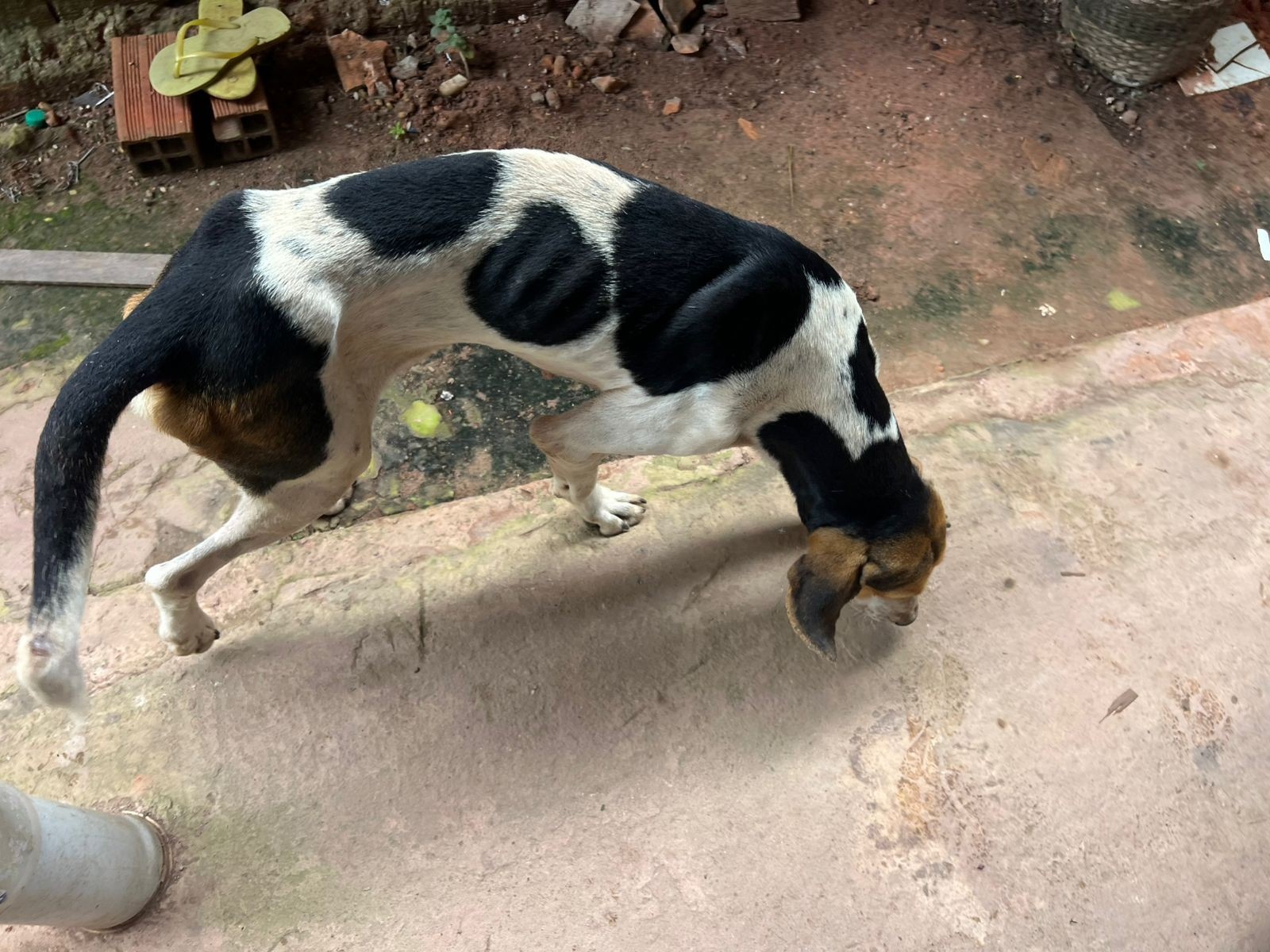 Maus-Tratos Animais no Pará: Prisão em Quatro Bocas Reflete Urgência na Consciência Ética e Legislação