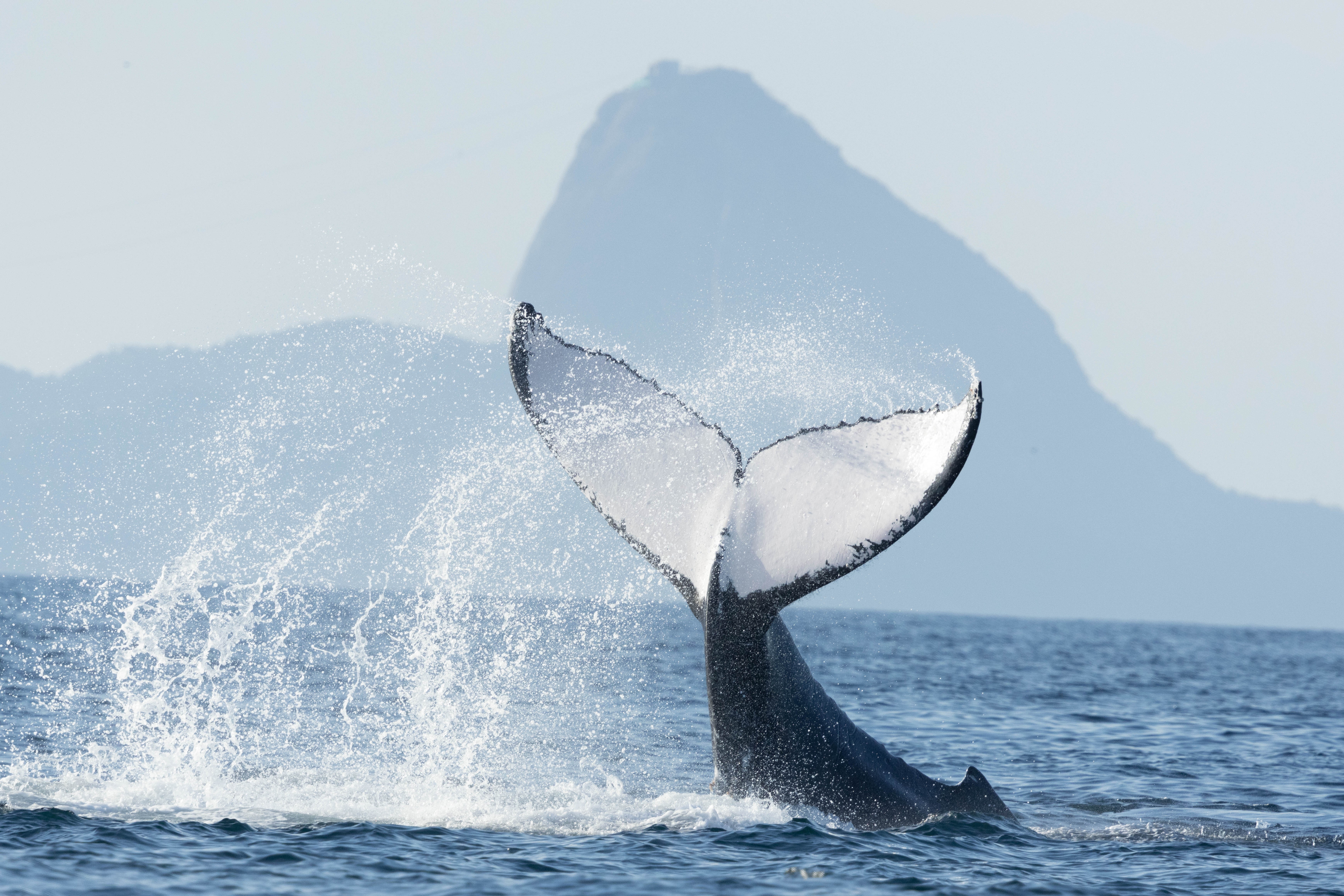 Reaparecimento Excepcional de Vida Marinha no Litoral Carioca: Uma Análise Estratégica
