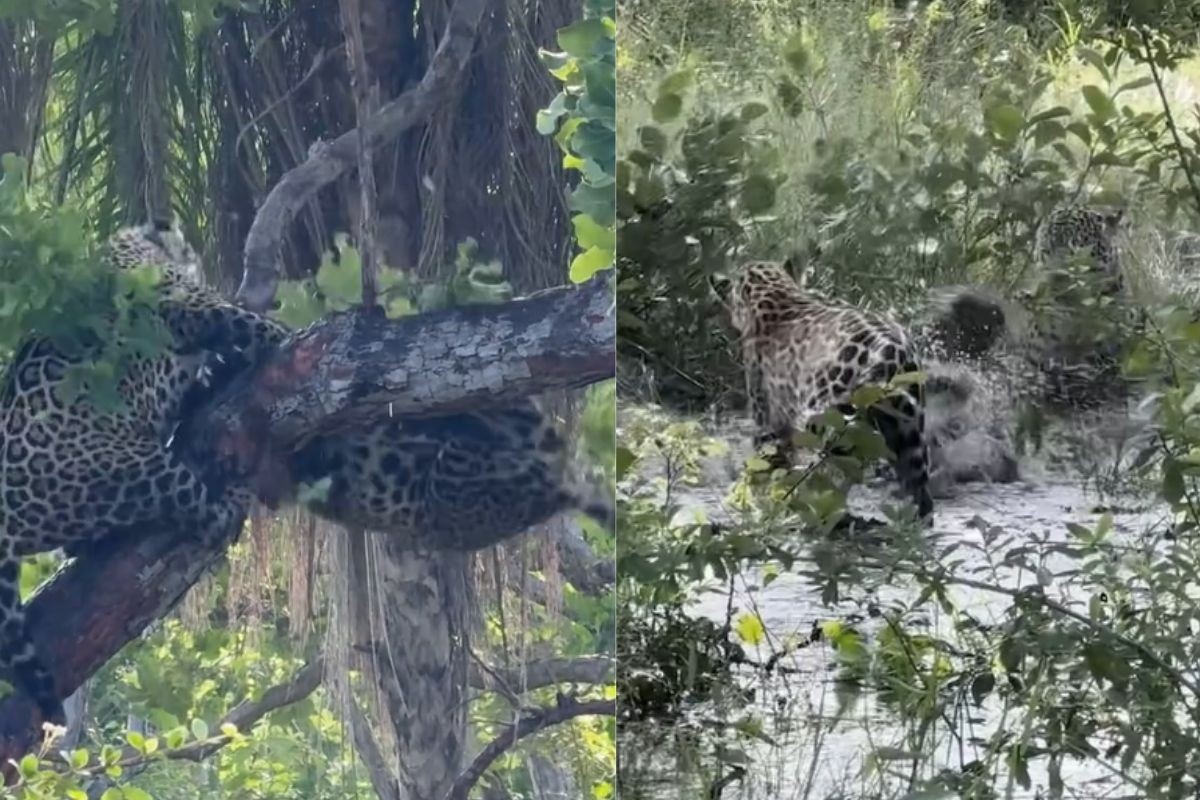 Dinâmica Predatória no Pantanal: O Confronto Entre Onças e Seus Reflexos na Ecologia Regional