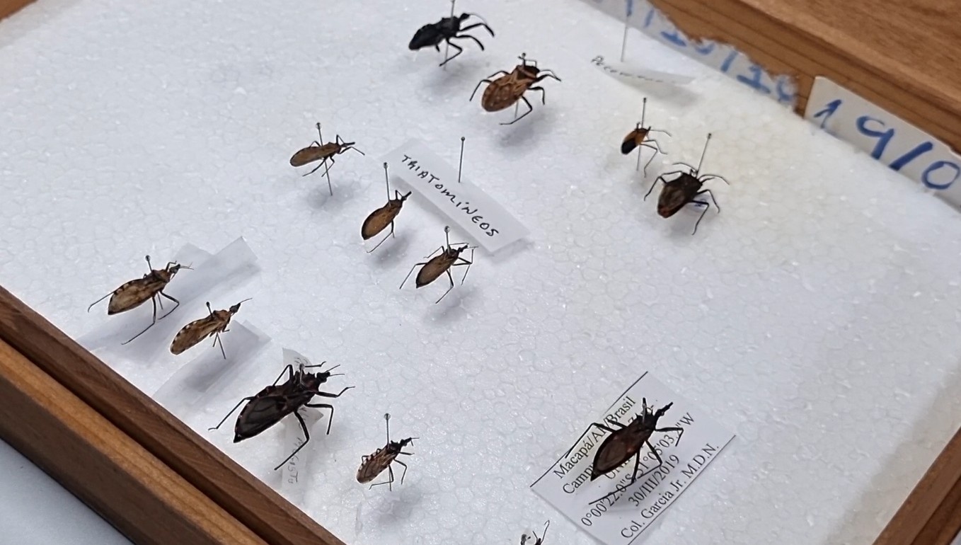 Avanço da Doença de Chagas no Amapá: Uma Análise do Surto e Seus Riscos Ocultos