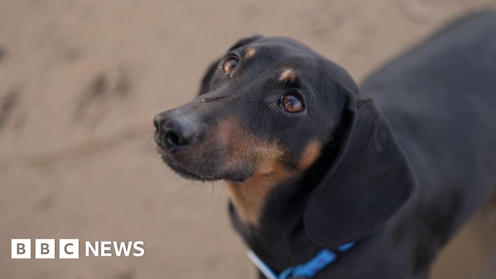 Análise Genética Revoluciona Cronologia da Parceria Humano-Canina em 5 Milênios