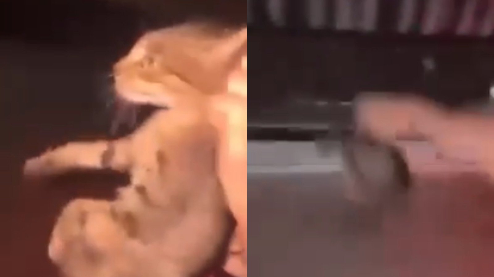 Dupla que arremessou gato de moto em movimento é solta e responderá por maus-tratos em liberdade