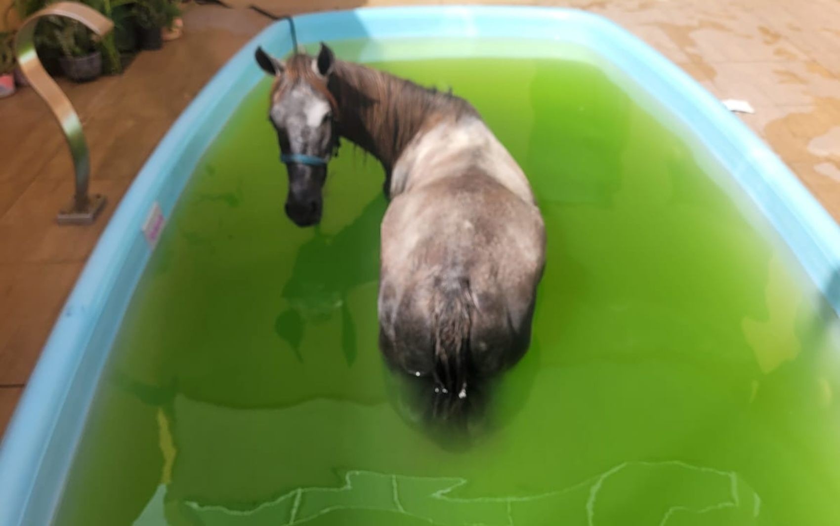 Barra dos Coqueiros: Égua em Piscina Revela Desafios de Urbanização e Convivência