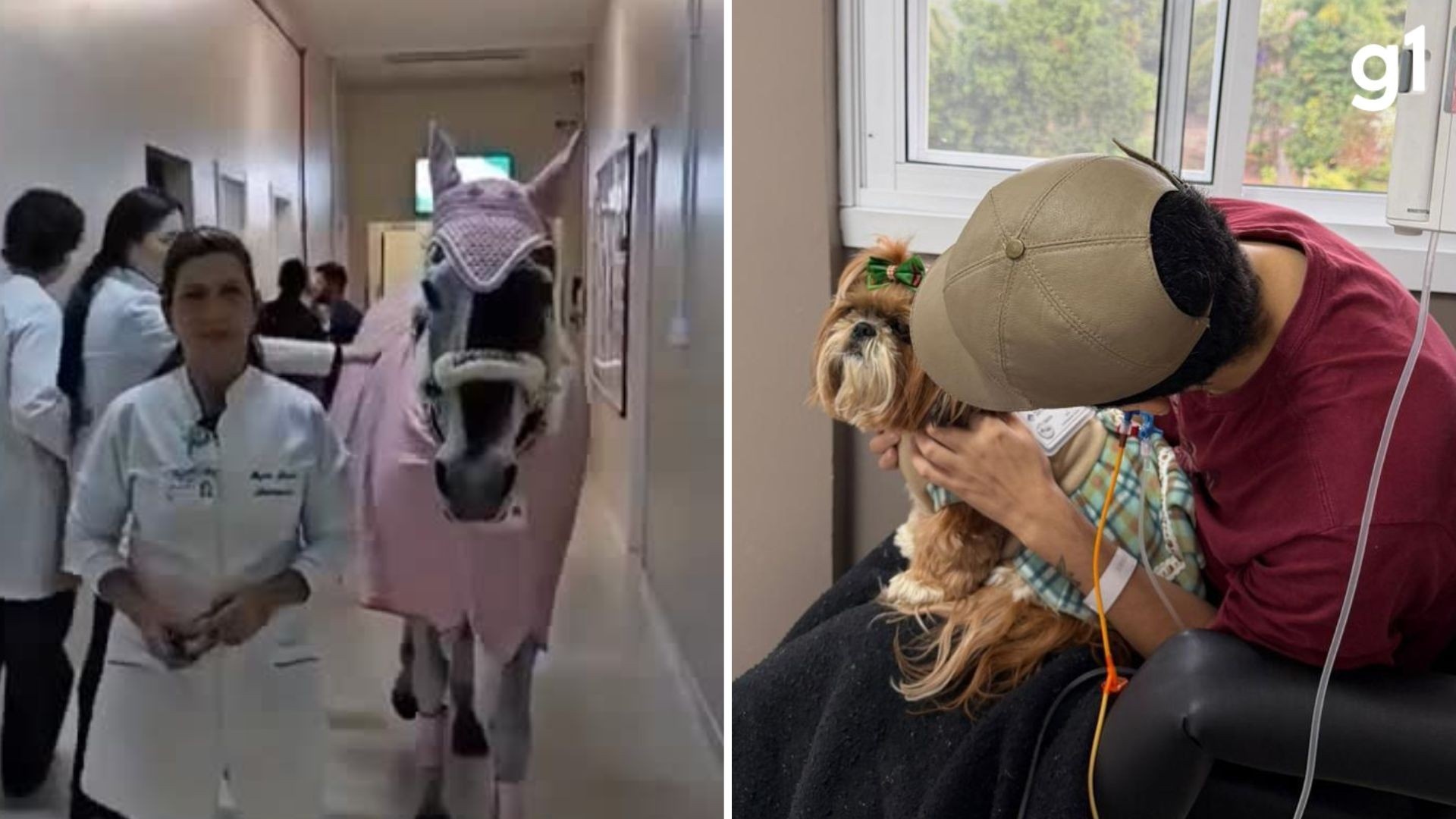 Sapiranga Lidera Revolução na Humanização Hospitalar com Terapia Assistida por Animais Inovadora
