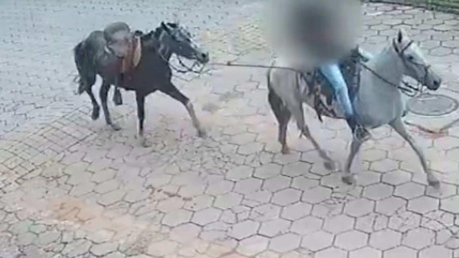 Égua é morta a facadas e adolescente é o principal suspeito do crime, no Sul do ES