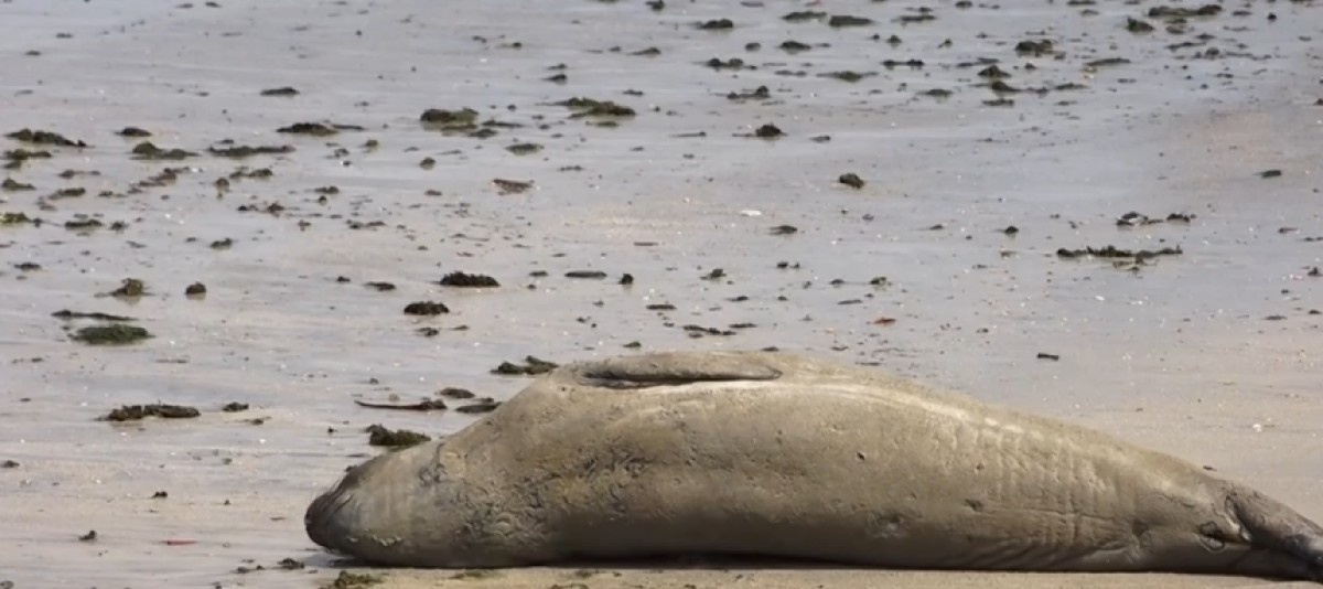 Morte de 'Leôncio' em Alagoas: Além da Tristeza, um Alerta Ecológico Profundo