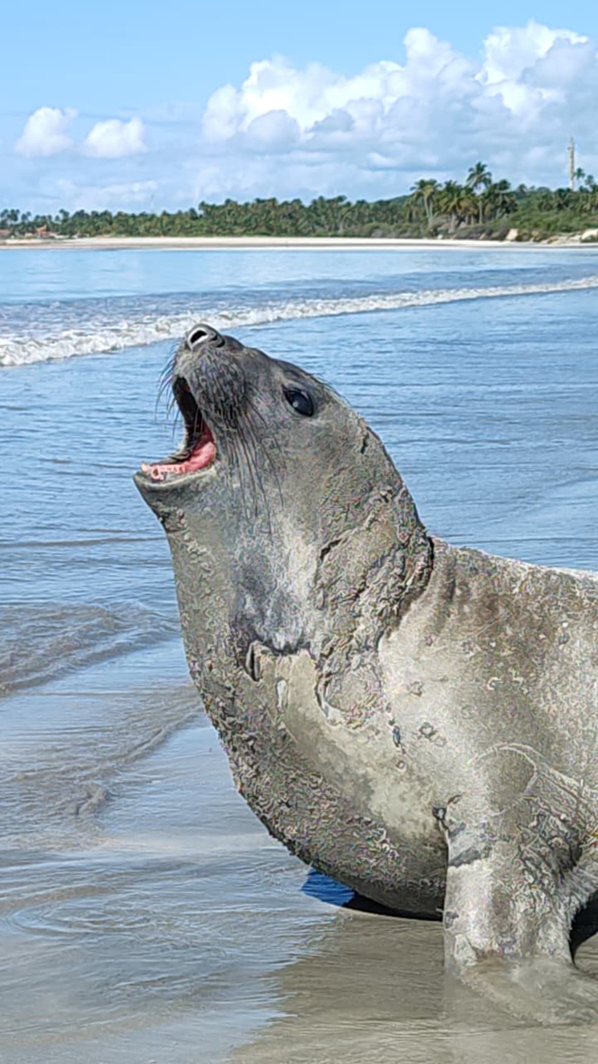 Crime Ambiental em Alagoas: Morte Brutal de Elefante-Marinho Revela Vulnerabilidade da Fauna Costeira e Desafios de Proteção