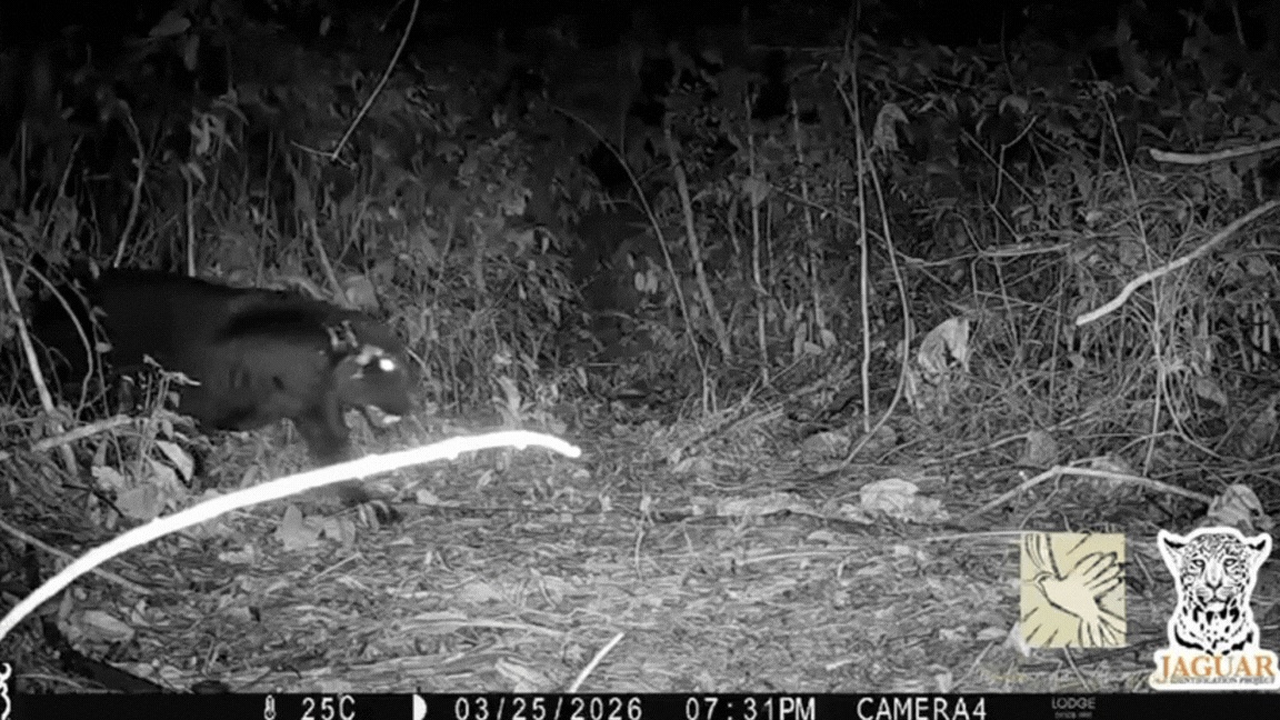 Onça-Preta em Mato Grosso: O Raro Registro que Desvenda a Resiliência da Biodiversidade Regional