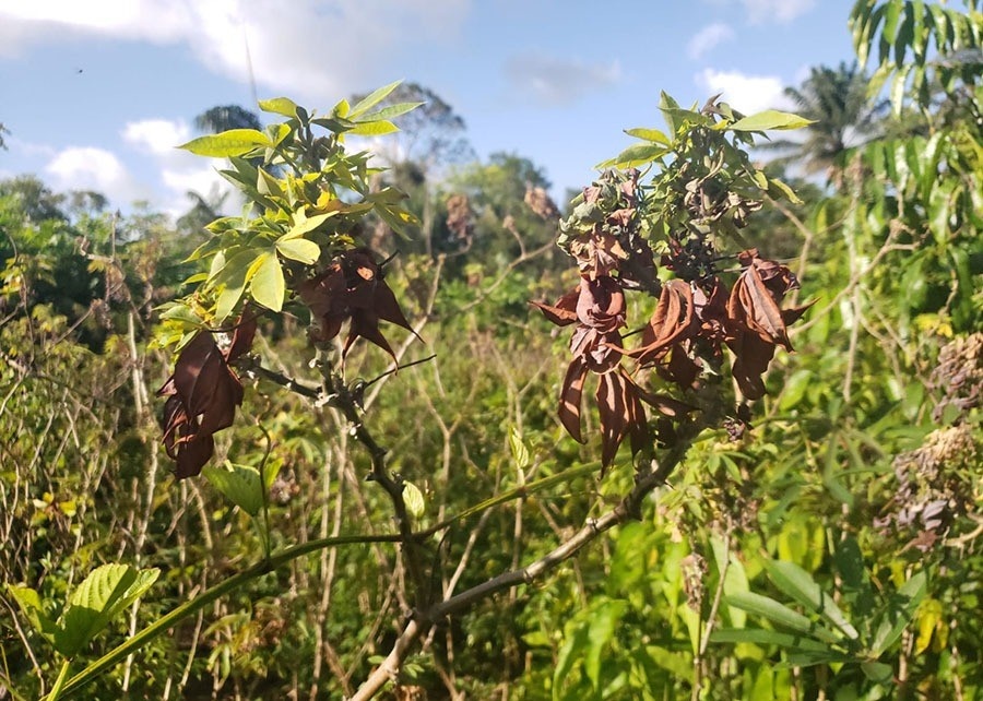 Avanço da "Vassoura-de-Bruxa" no Amapá: A Resposta Estratégica que Protege a Economia e o Conhecimento Local