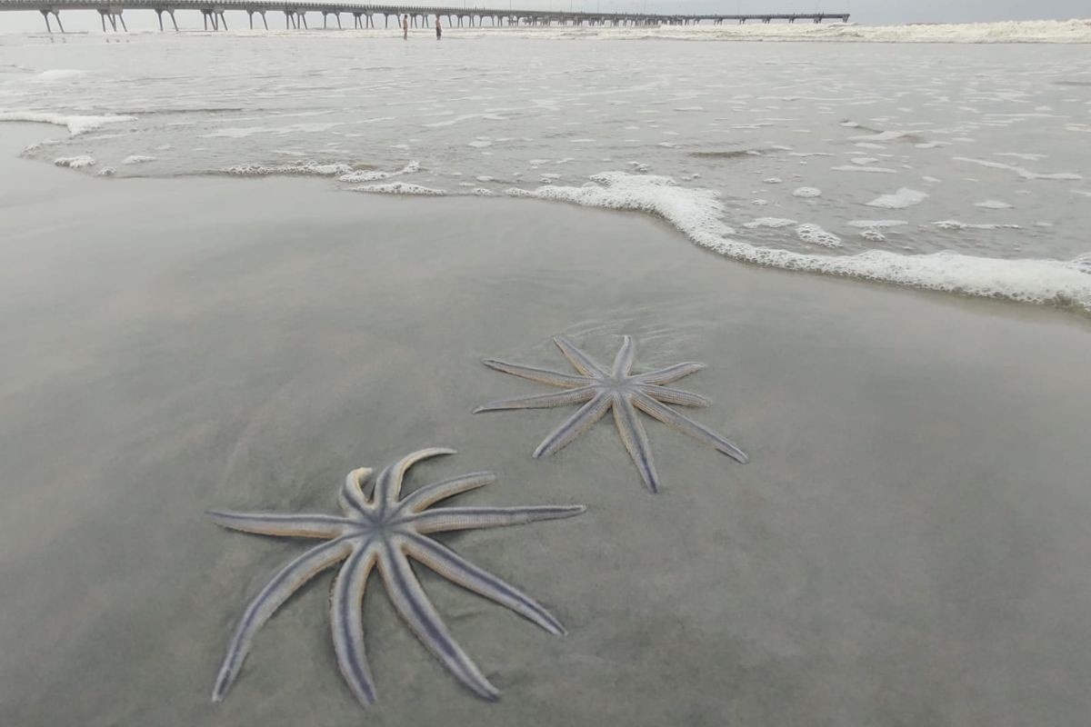 Estrelas-do-Mar de Nove Braços: A Aparição em SP e o Alerta Urgente para a Saúde dos Oceanos