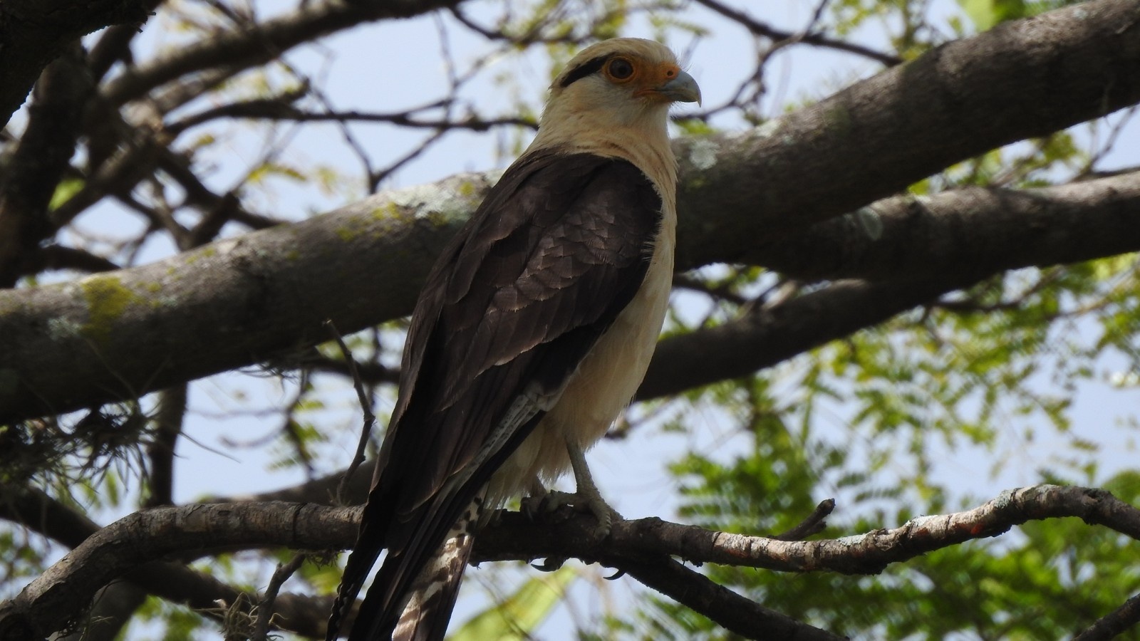 Biodiversidade Aérea de Teresina Ameaçada: O Alerta da UFPI e o Desafio da Urbanização Sustentável