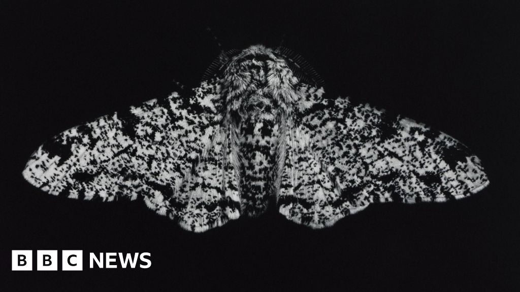 A Resiliência Oculta: Como a Evolução das Mariposas Desvenda a Crise Ambiental Humana