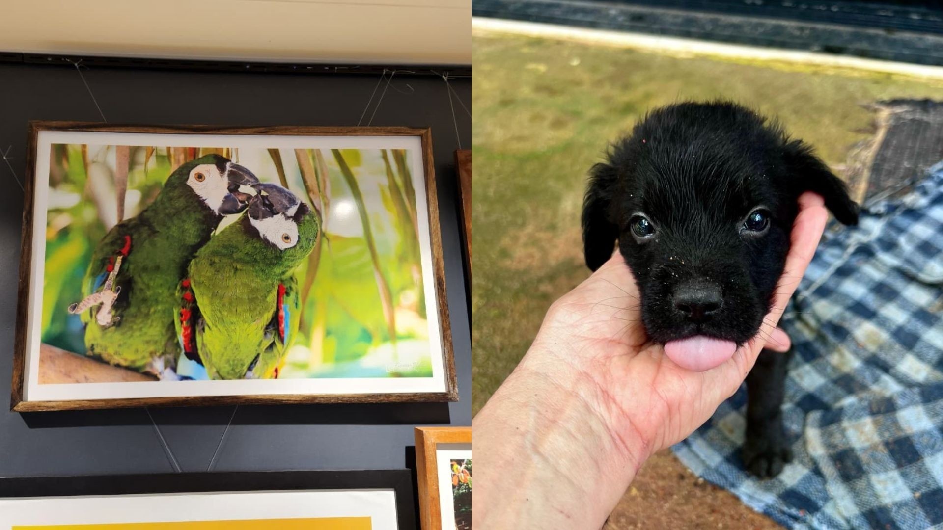 Macapá: Quando a Arte Edifica a Sustentabilidade Social e a Saúde Pública Regional