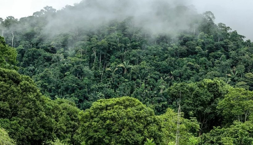Acre: Incentivo Financeiro Transforma Preservação Florestal em Oportunidade Econômica para Comunidades Tradicionais