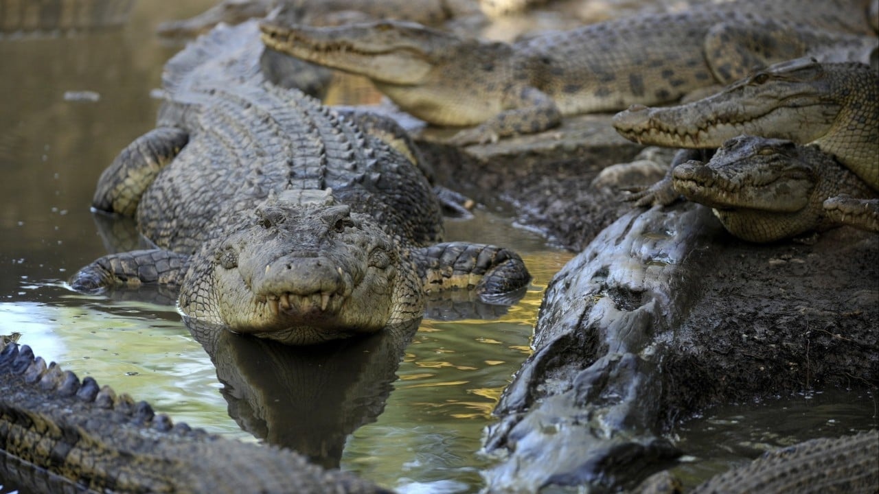 Ataques Fatais na Indonésia: A Tragédia dos Crocodilos e a Devastação de Habitats