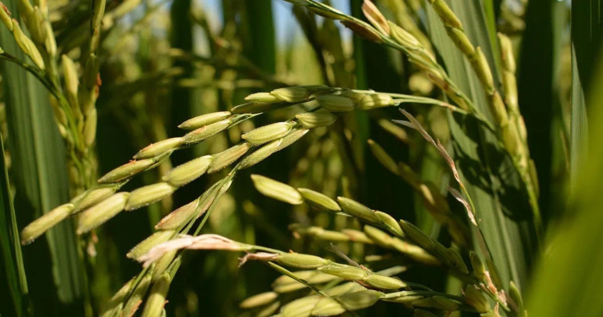 Megaprojeto de Dívidas Rurais: Os R$ 140 Bilhões que Pressionam o Tesouro e o Crédito Agrícola