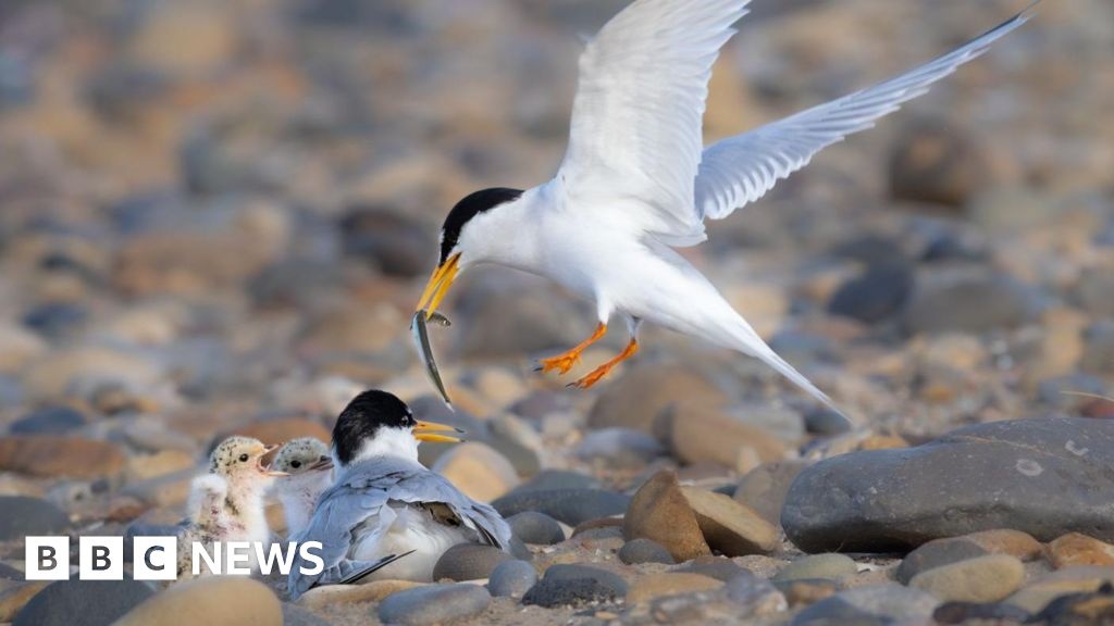 Queda de Gaivotas-Miúdas no Reino Unido Revela Desafios da Coexistência Humana com a Fauna Silvestre
