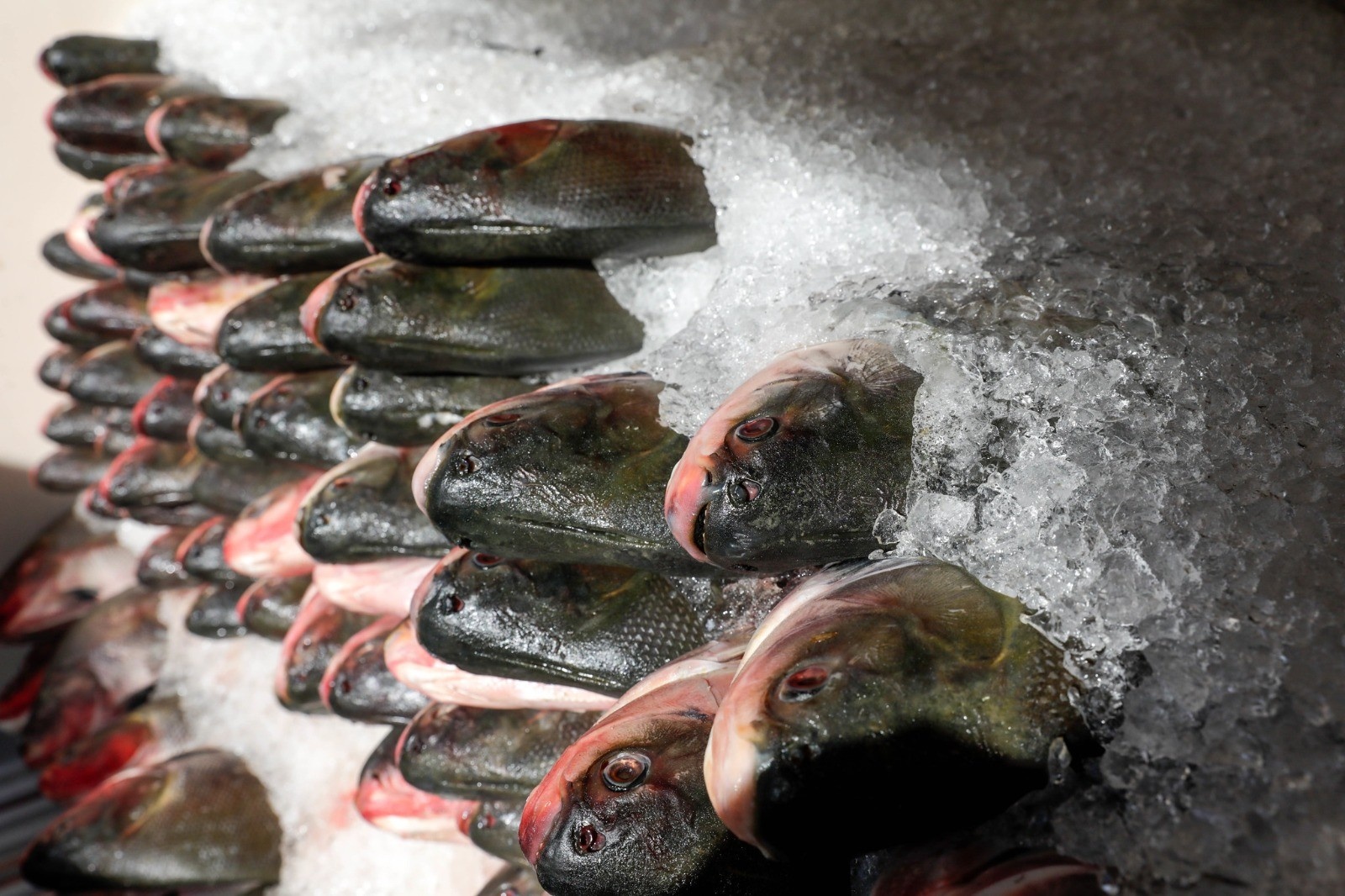 Feira 'Peixe Santo' em Cuiabá: Preço Fixo e o Cenário Econômico e Cultural do Consumo de Pescado