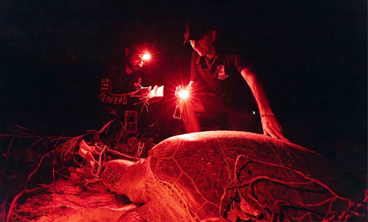 Fernando de Noronha: Análise da Redução Drástica de Desovas de Tartarugas e Suas Implicações Ecológicas