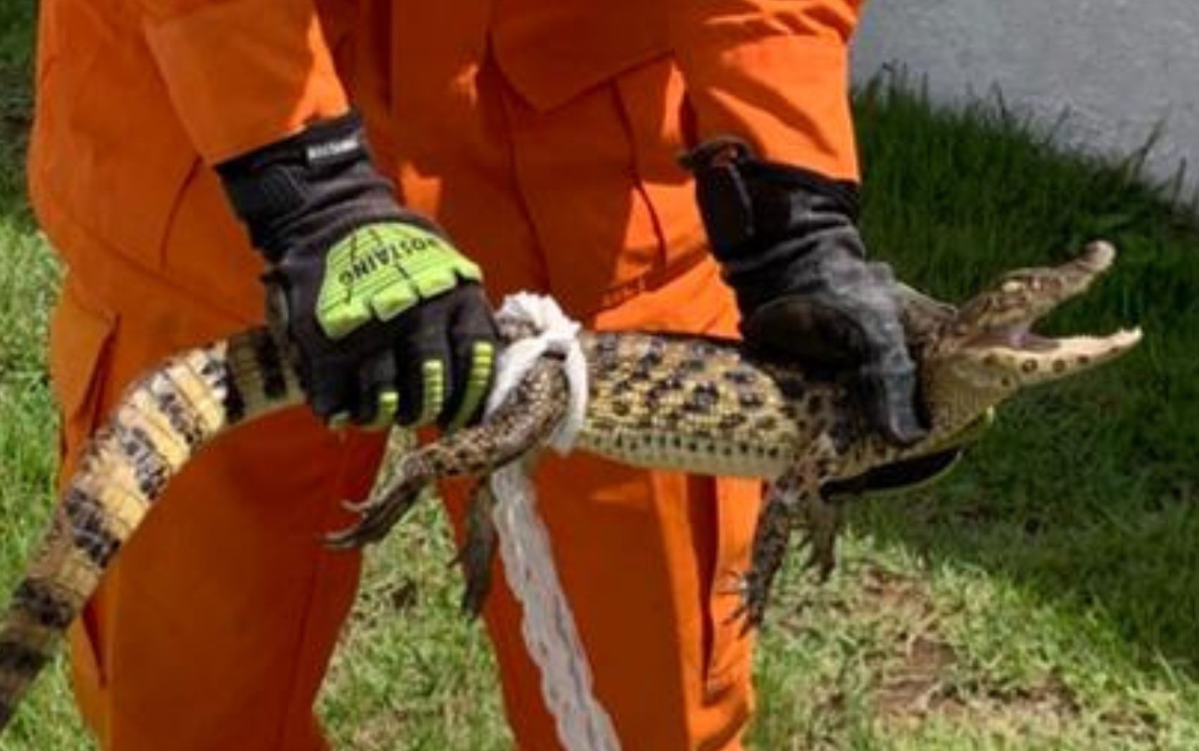 Jacaré em Hospital de Lagarto: Um Alerta para a Coexistência Urbana e a Fauna Regional