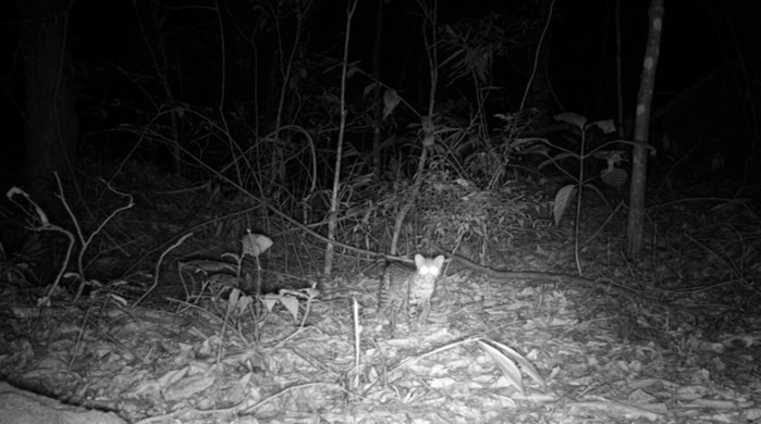 Descobertas Cruciais na Floresta da Pedra Branca: A Essencialidade da Biodiversidade para a Saúde Urbana