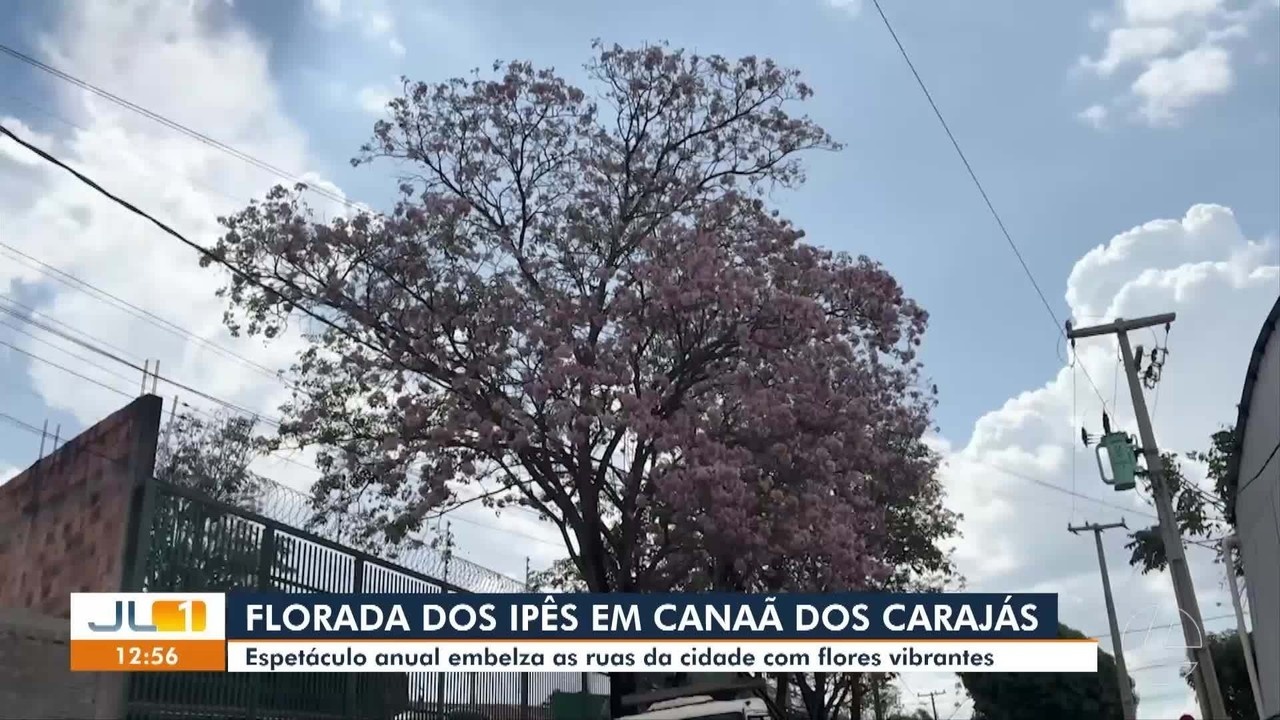 Canaã dos Carajás: A Florada dos Ipês como Barômetro Urbano e Social