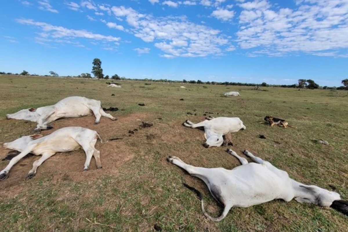 Mato Grosso do Sul: A Sombra Gélida na Pecuária e o Desafio da Adaptação Climática