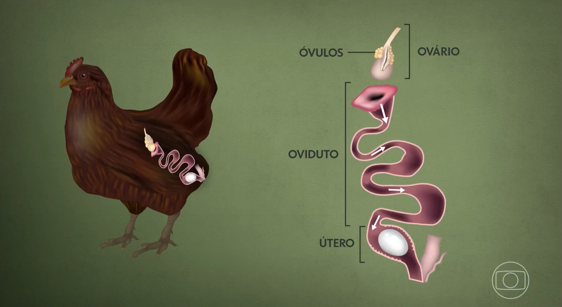 O Ciclo de 25 Horas do Ovo: Por Que a Biologia da Galinha Impacta Seu Bolso