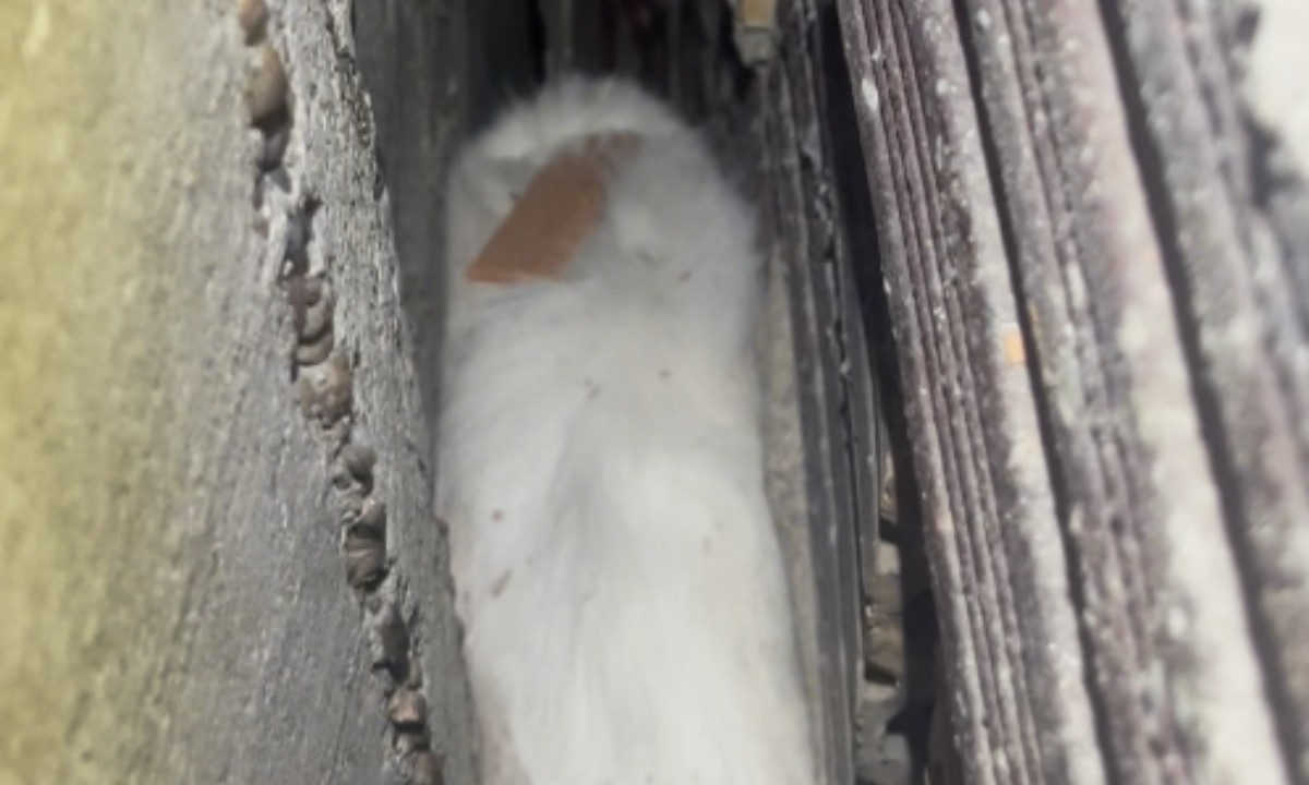 Incidente em Petrópolis: O Gato Resgatado e a Análise da Segurança Urbana em Manaus