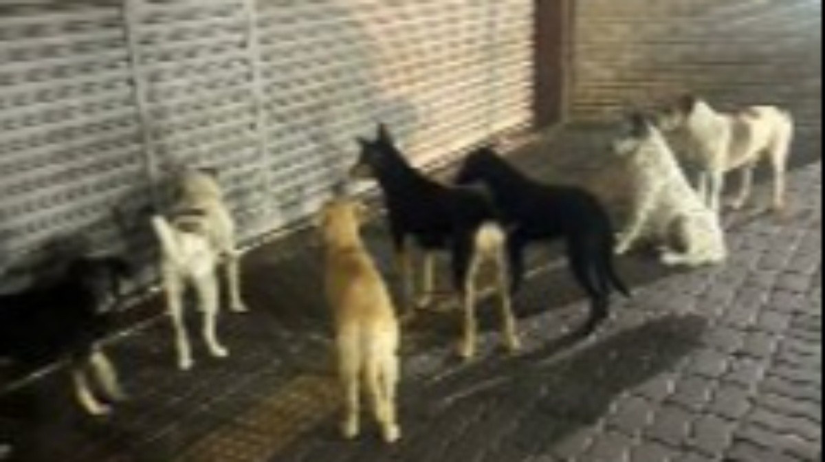 Abandono de Cães no Madureira Shopping Escancara Crise de Bem-Estar Animal no Rio