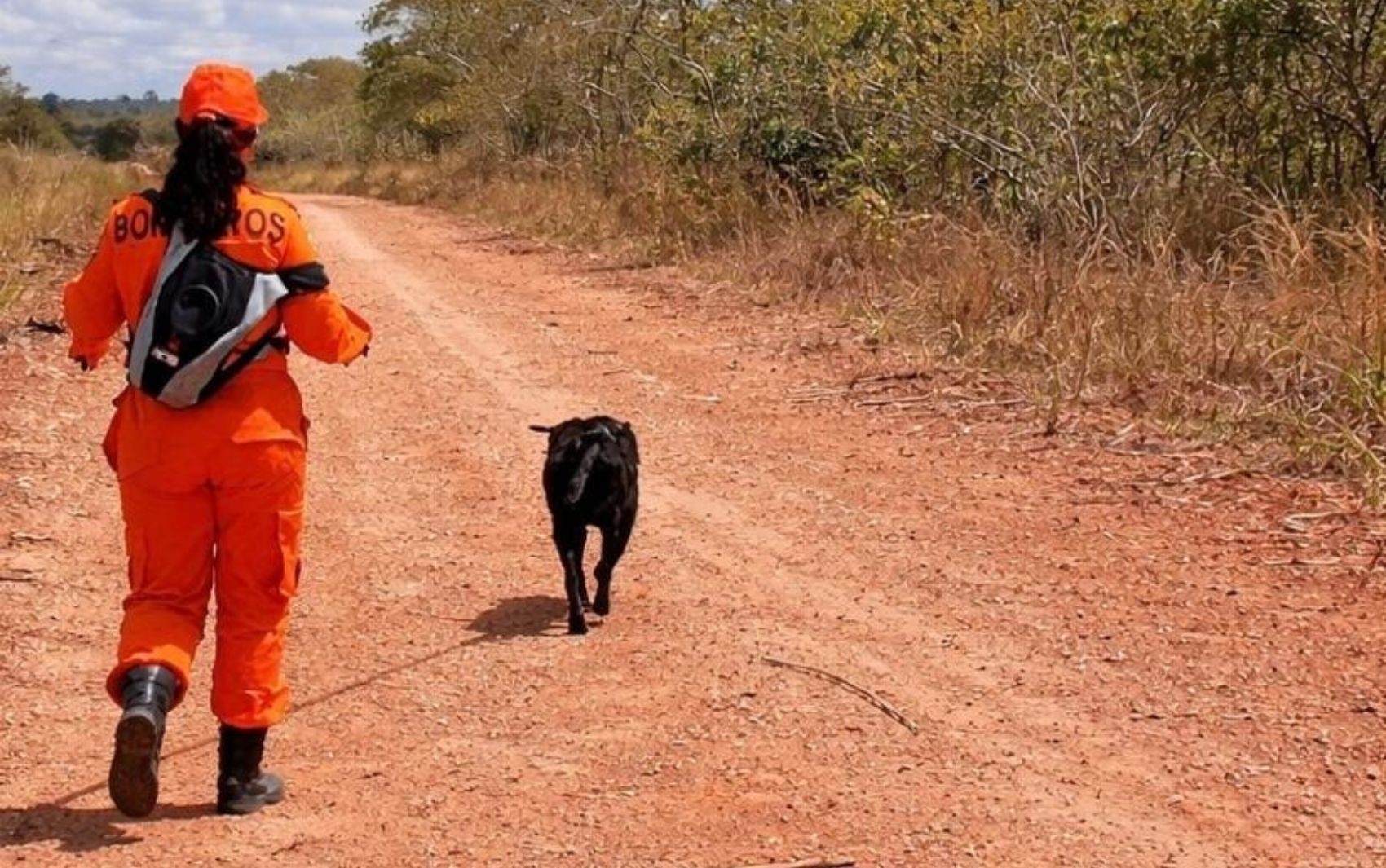 Morte por Ataque de Abelhas em Riachuelo: Um Alerta Profundo sobre a Segurança Regional e o Equilíbrio Ecológico